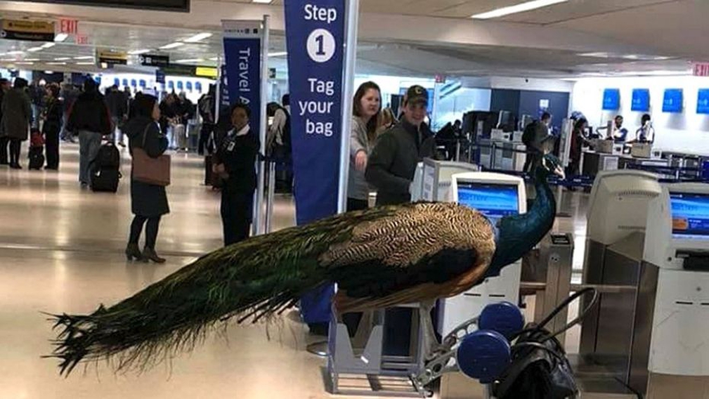 Peacock in an airport