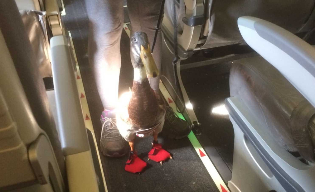 Emotional support duck