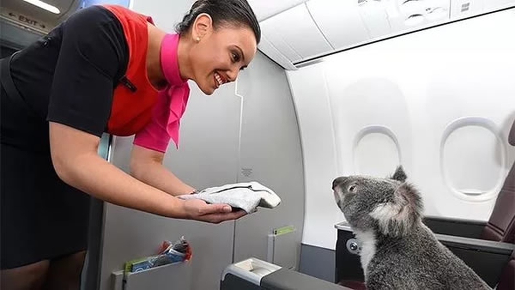 Koala on a plane
